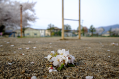 落ち桜