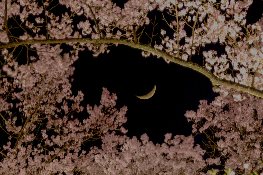 桜額な月