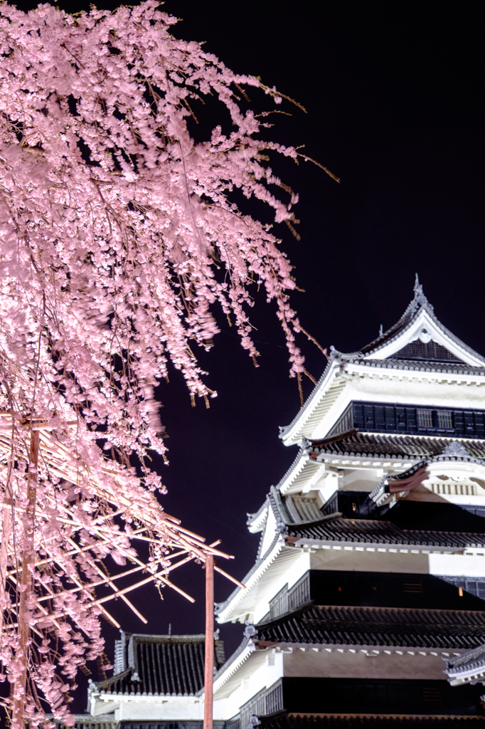駒つなぎの桜と天守閣