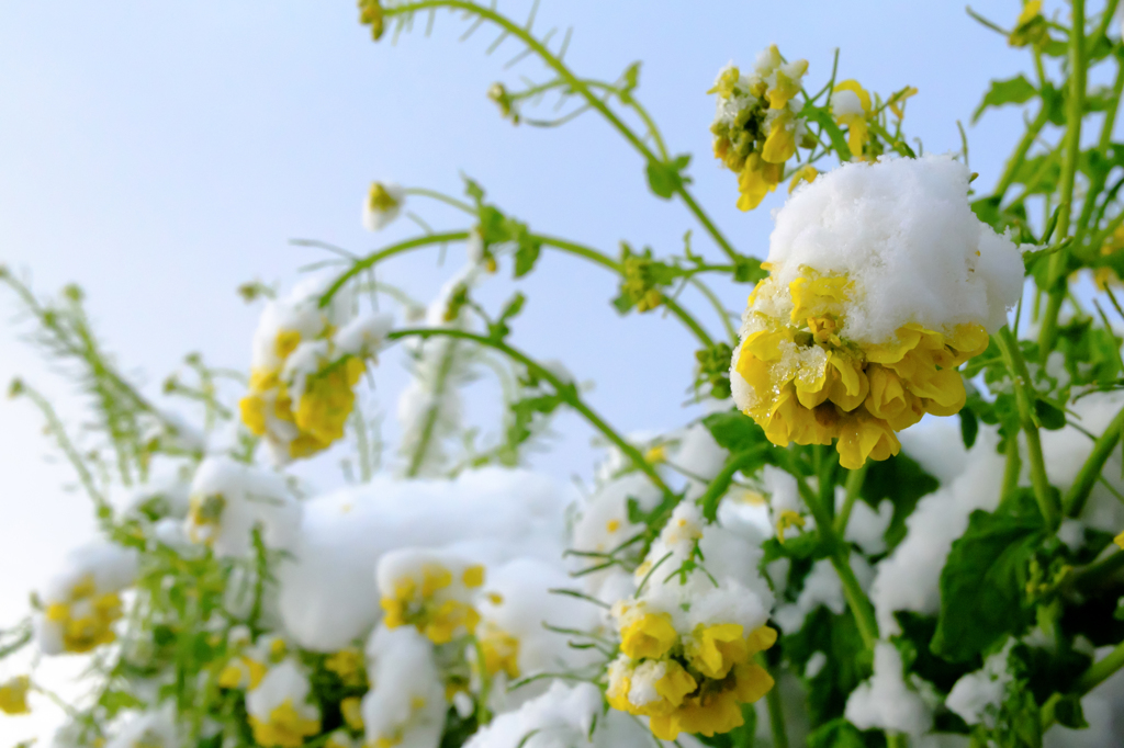 雪と菜の花