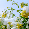 雪と菜の花