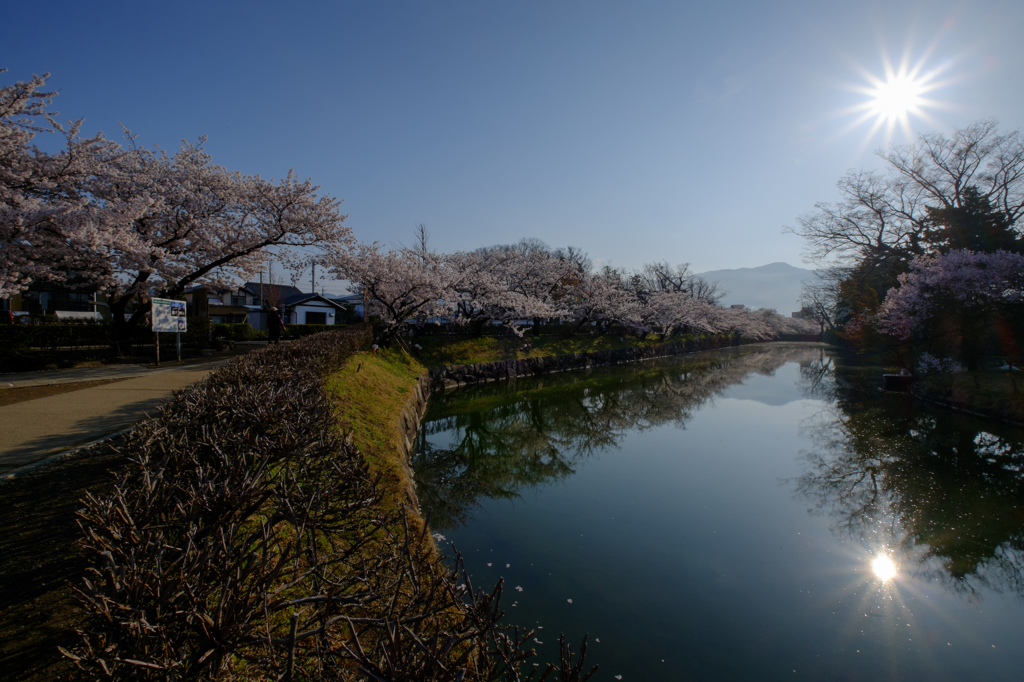 お堀の桜2