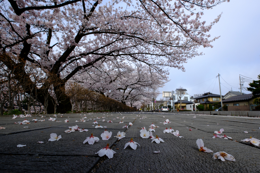 落ちた花々