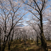 桜の森