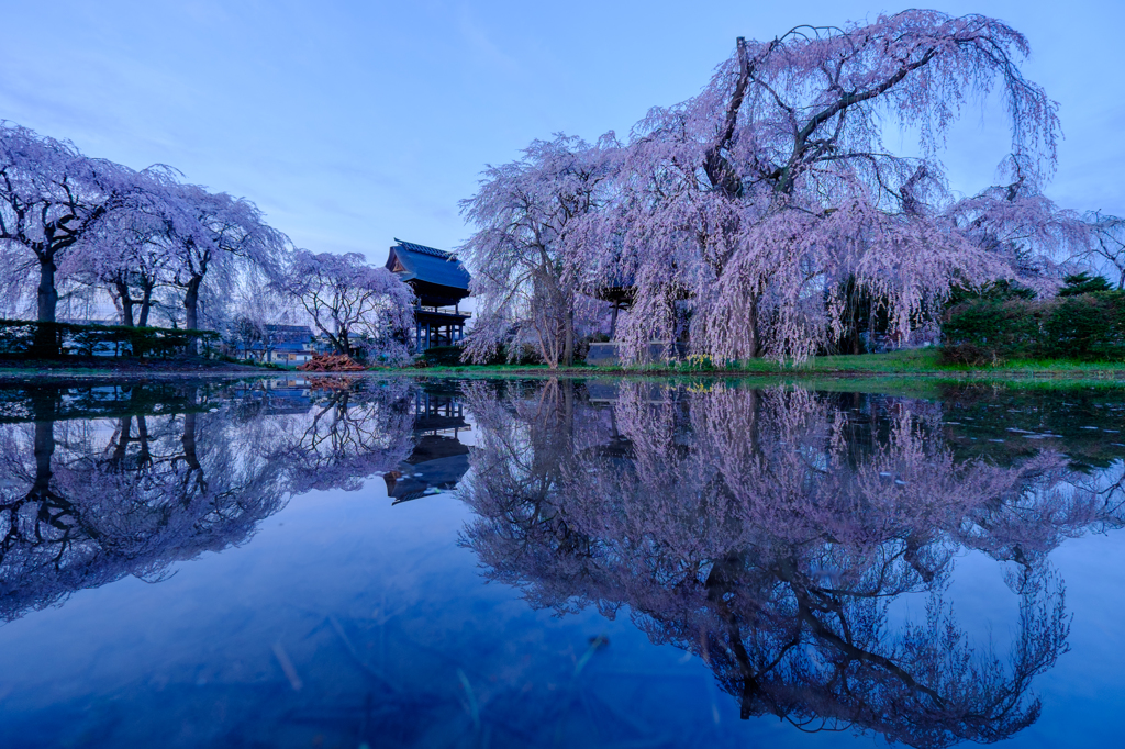 安養寺の枝垂れ桜