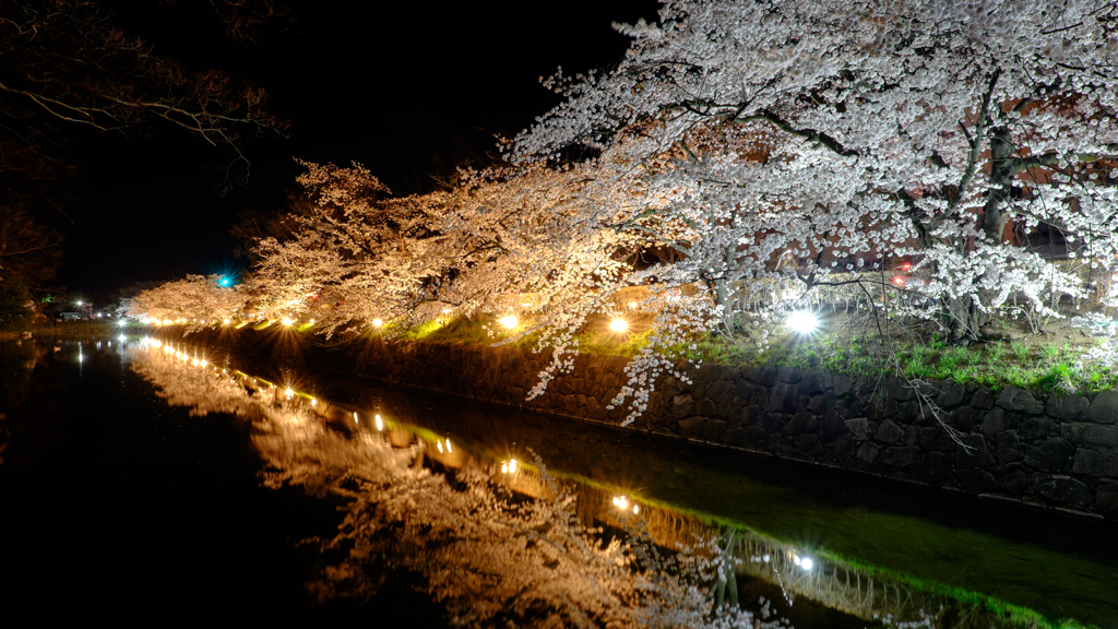 お堀桜