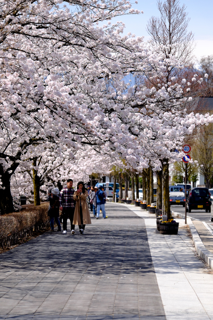 桜の歩道