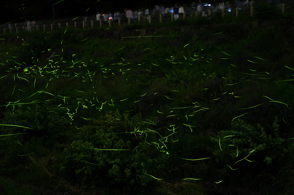 辰野ほたる祭り