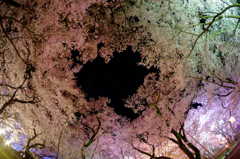 桜空