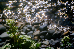 わさびの花