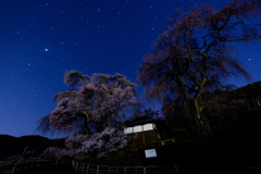 星空と枝垂れ桜