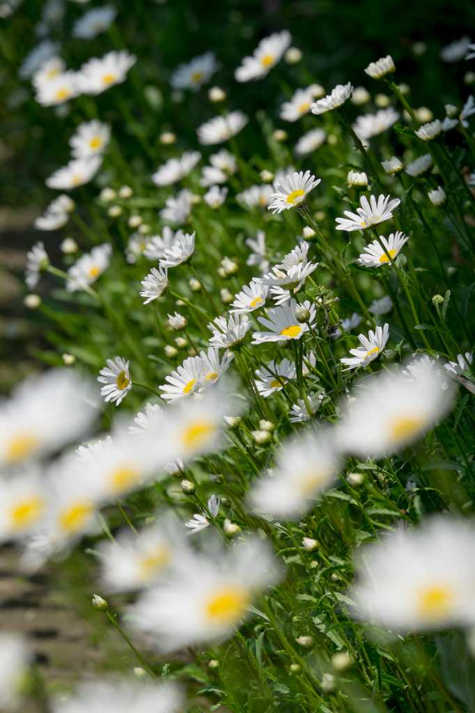白花