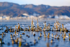 冬の水辺