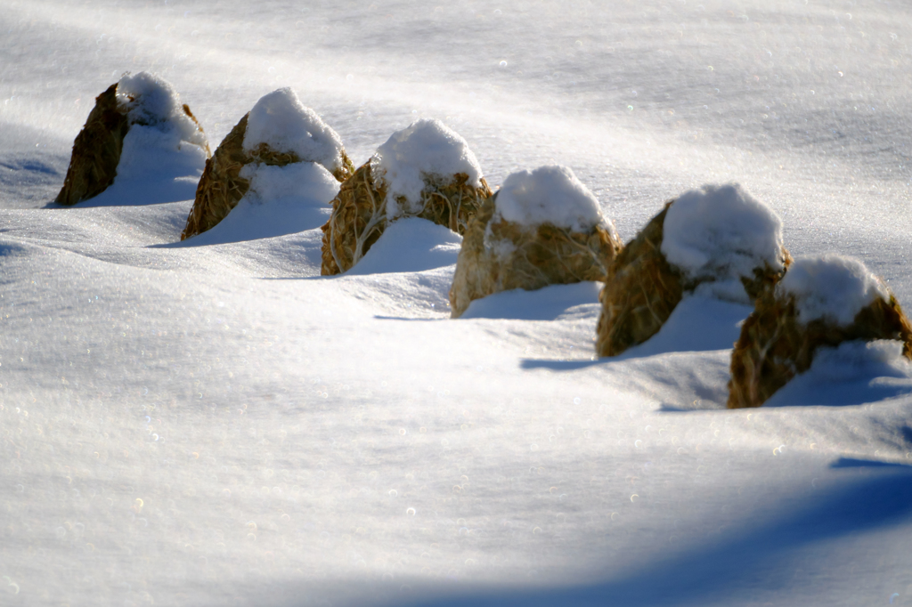 雪をかぶった野菜2