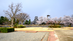 国宝松本城と桜
