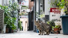 裏路地のネコ