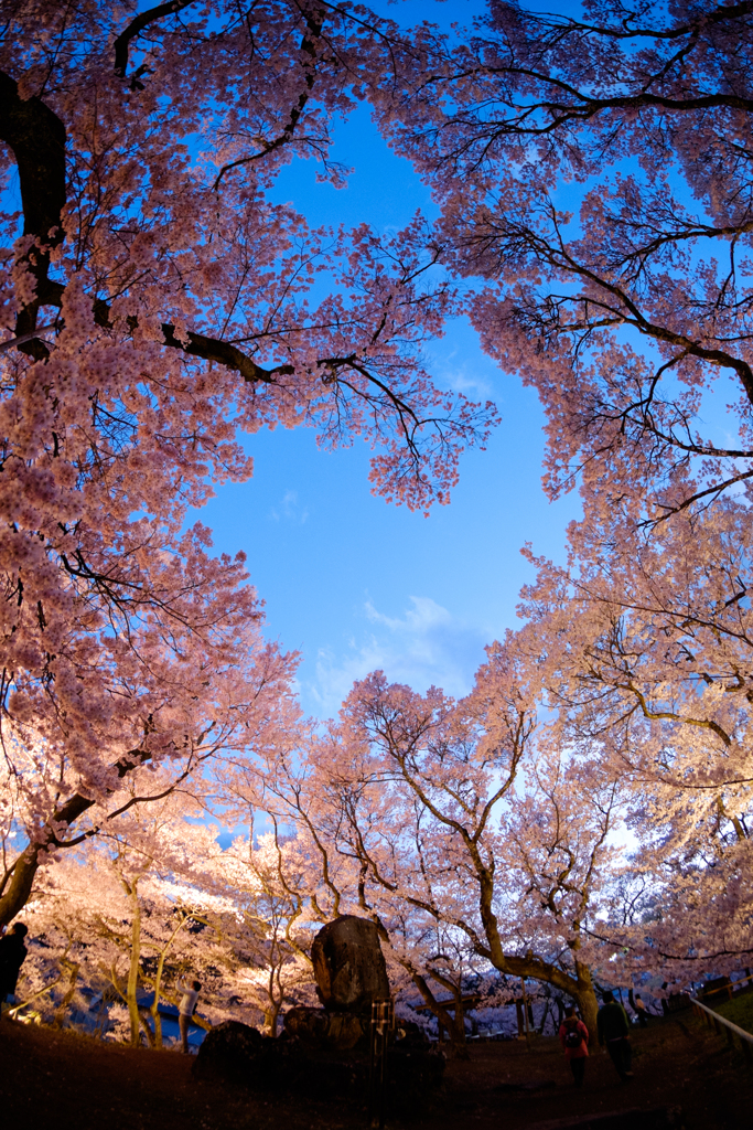 春の記憶：見上げる桜