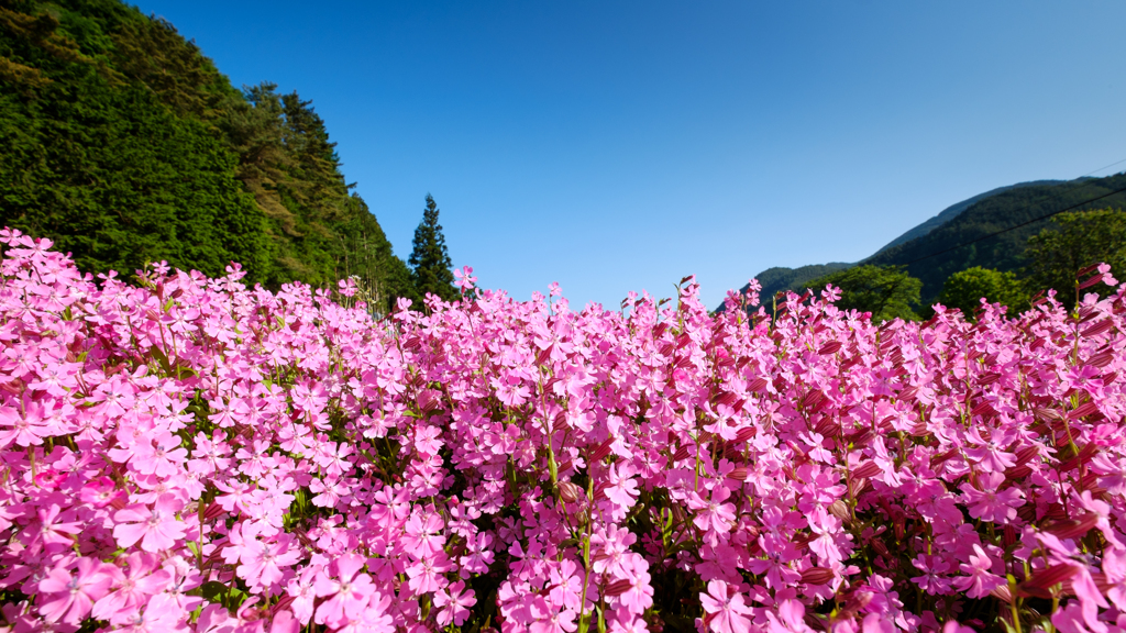 山沿いの花畑にて