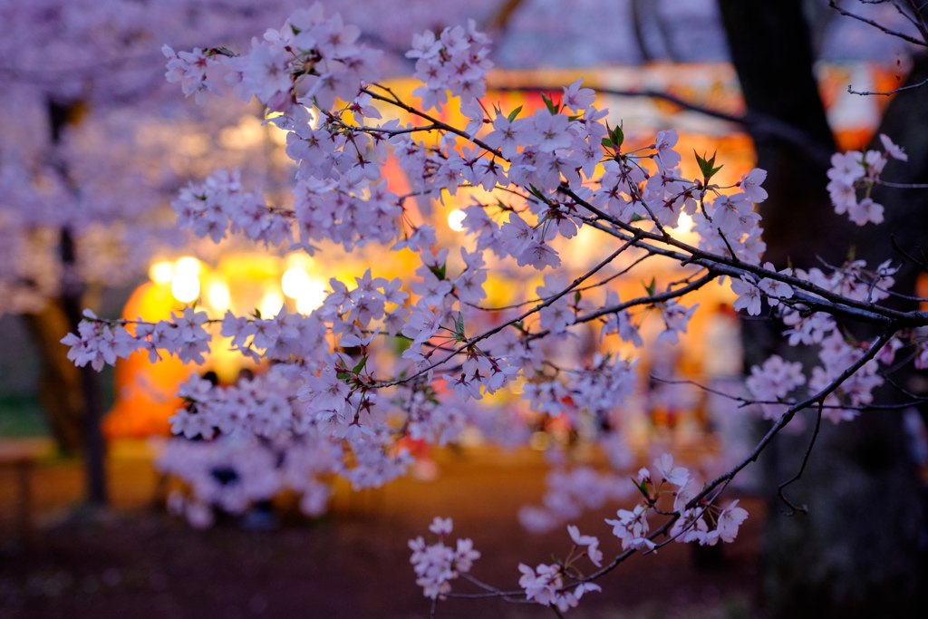 夜桜、屋台