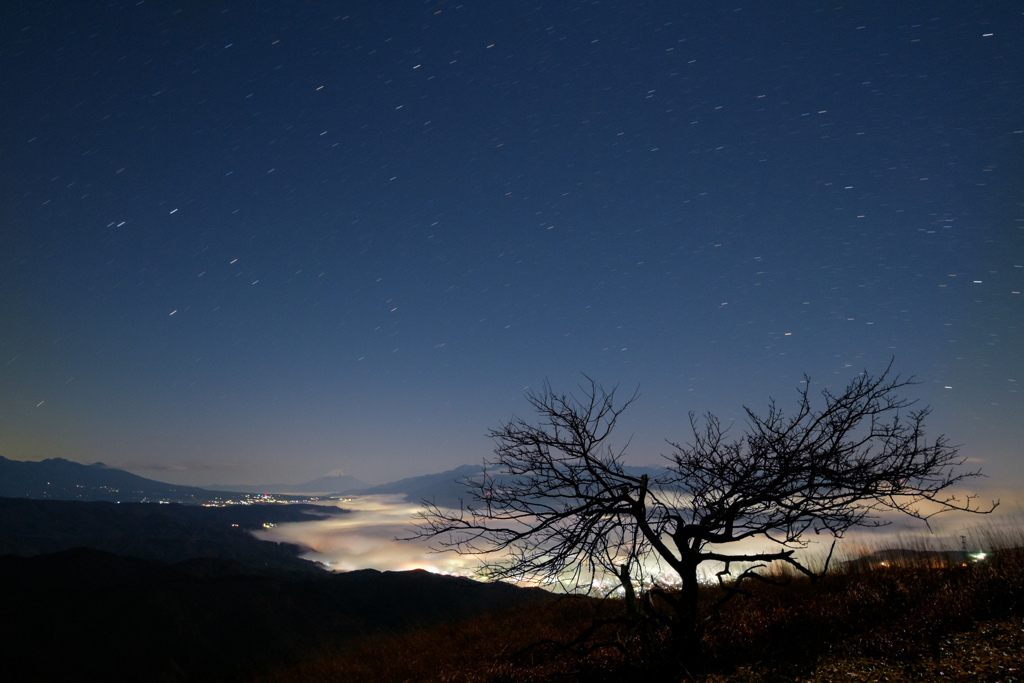 山頂の木と夜景