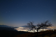 山頂の木と夜景