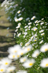 道沿いの花