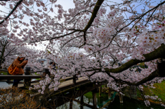 桜を楽しむ (2)