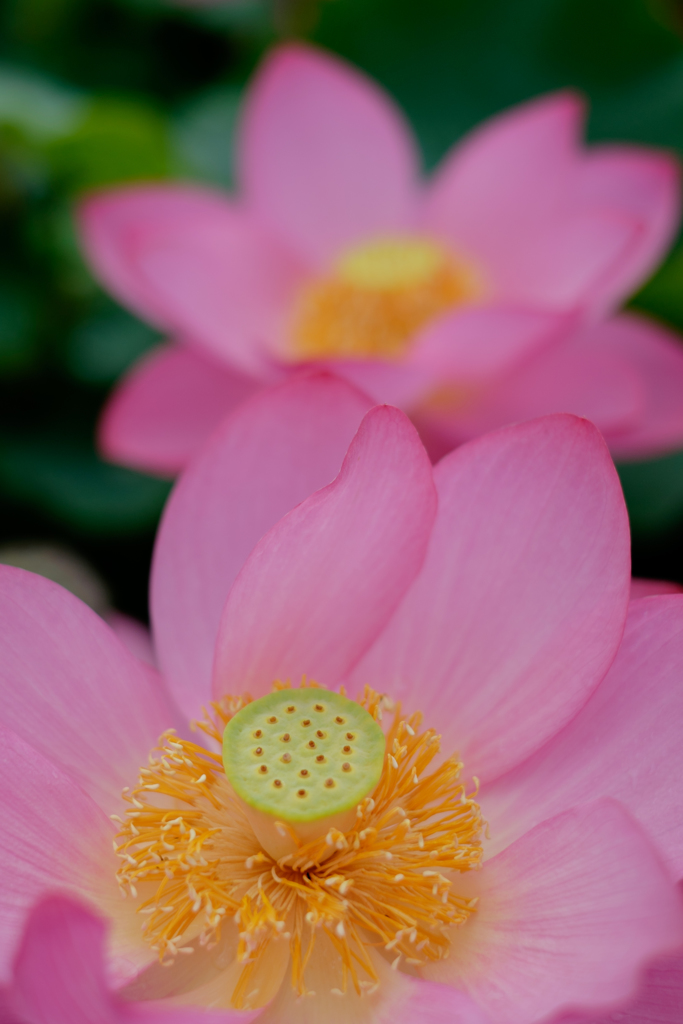 花々