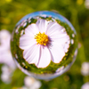 宙玉　秋桜