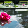睡蓮と鯉