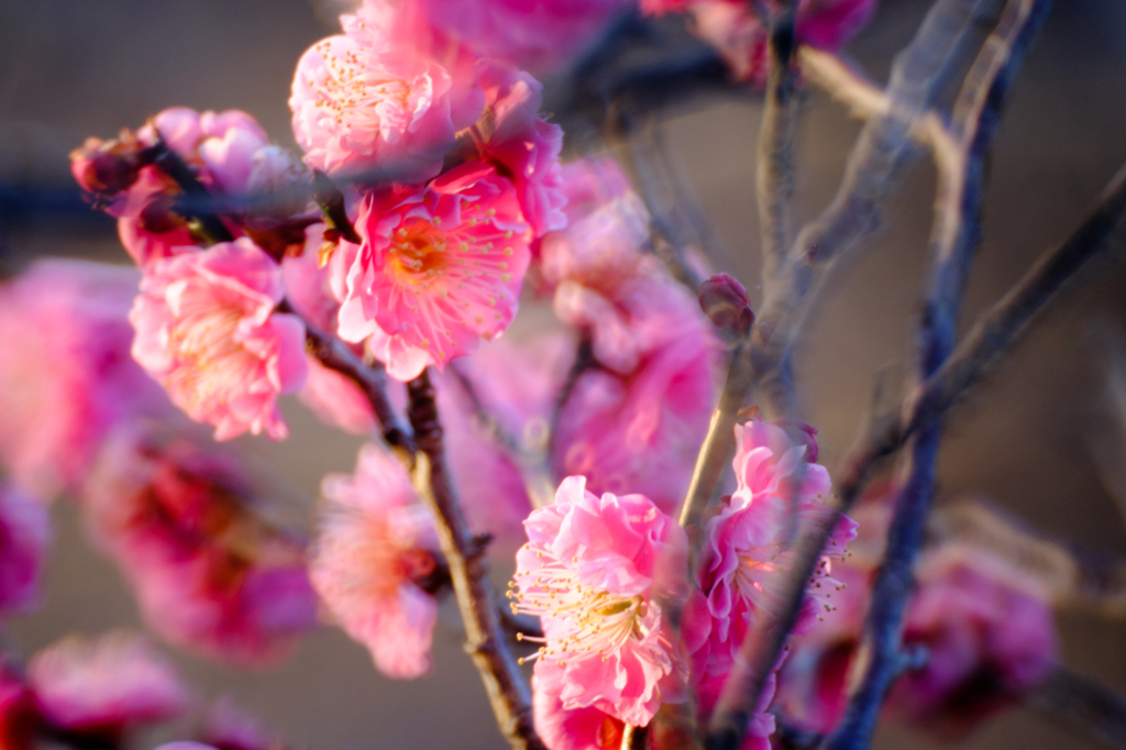 梅の花