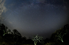 しだれ栗と星空