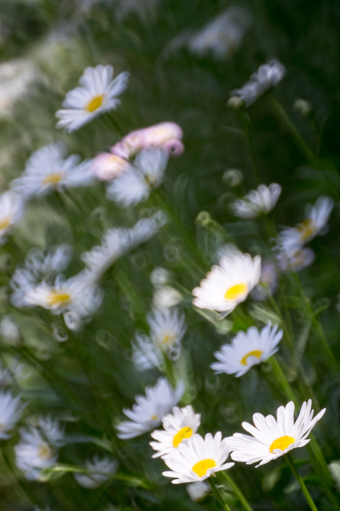 花々