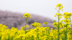 菜の花と桜