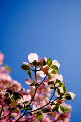 青空と花