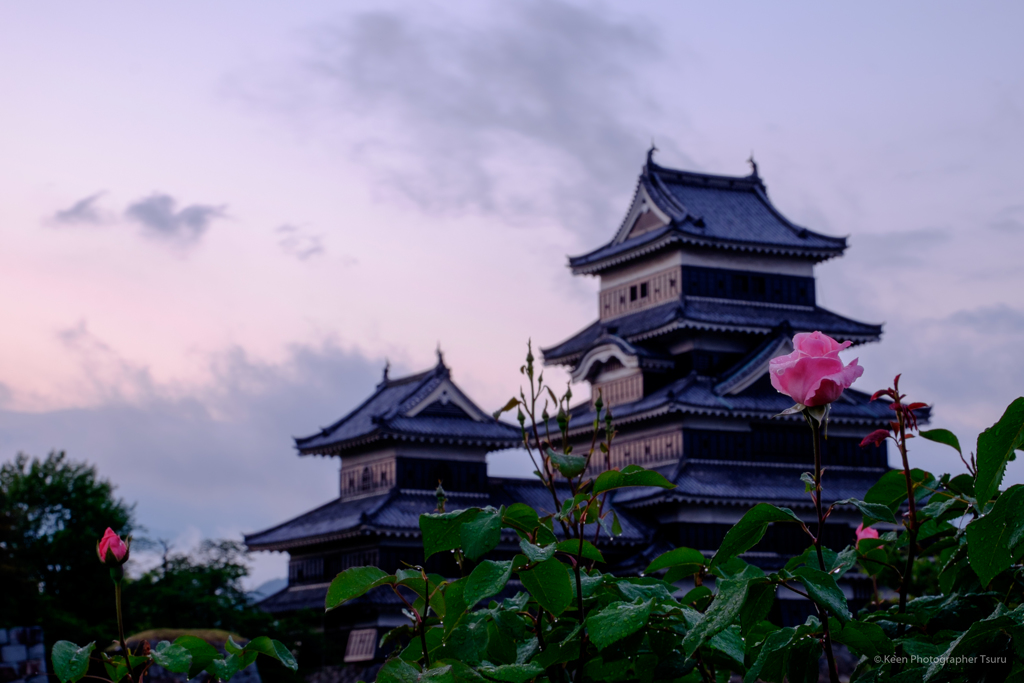 薔薇と城