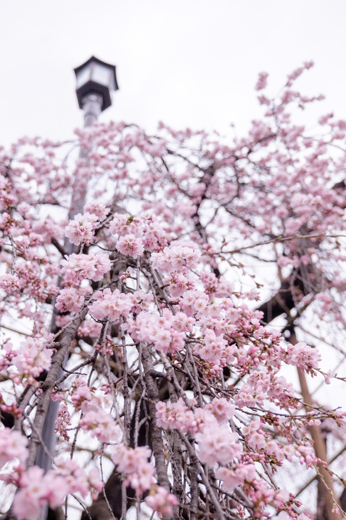 しだれ桜