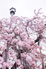 しだれ桜