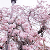 しだれ桜