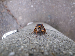 蝉