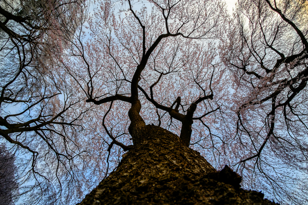 見上げる枝垂れ桜