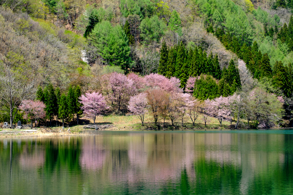 湖畔の桜（遅かった）