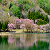 湖畔の桜（遅かった）