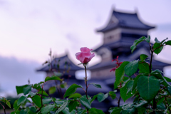 薔薇