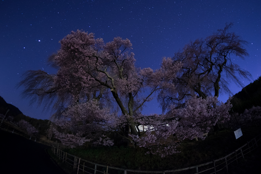 春の記憶：勝間薬師堂の桜