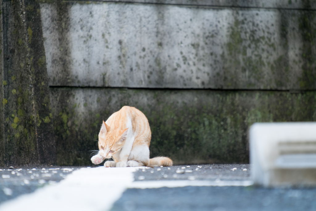 毛づくろい