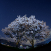 常念道祖神・桜と星空