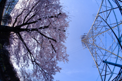 桜と鉄塔