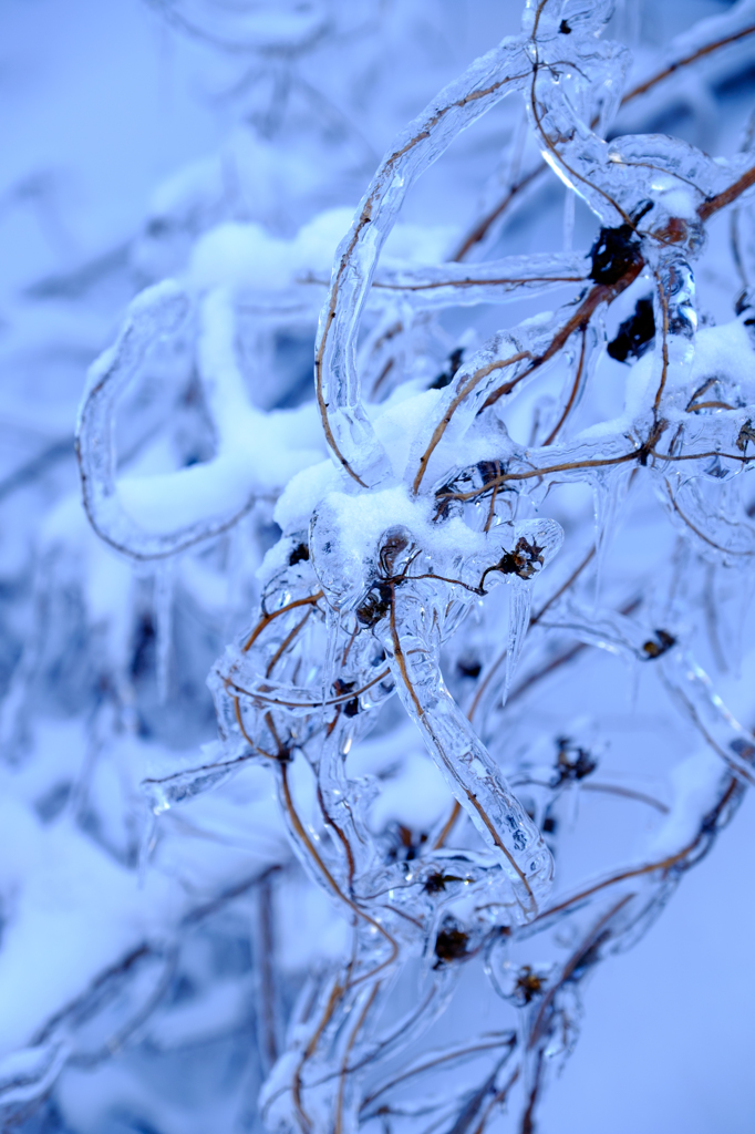 氷と雪を纏う