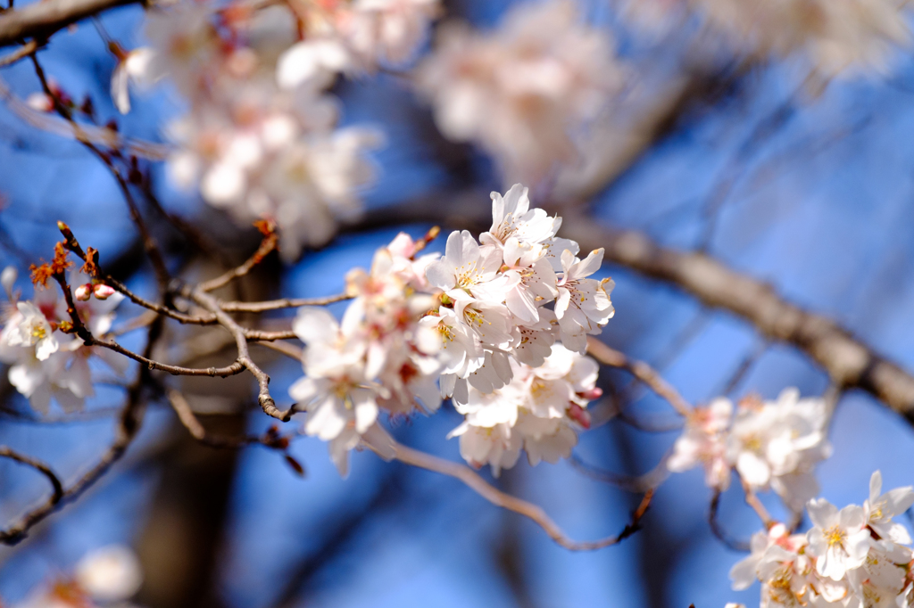 早咲き桜